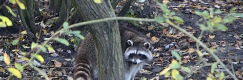 Raccoons Also Known As Procyon Lotor Four Paws In South Africa