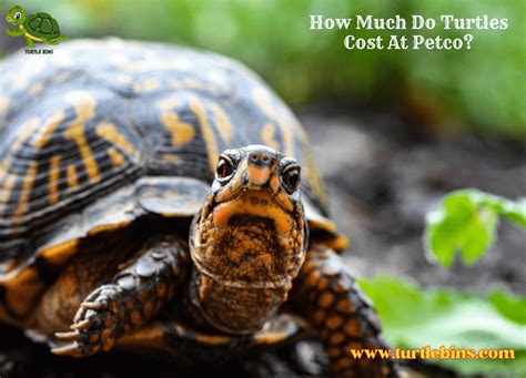 How Much Do Turtles Cost At Petco One Of Most Important Thing To Know