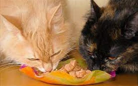 Apa Boleh Kucing Makan Tahu Tempe Ini Jawabannya Faunafella