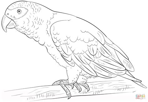 African Grey Parrot Coloring Page Free Printable Coloring Pages