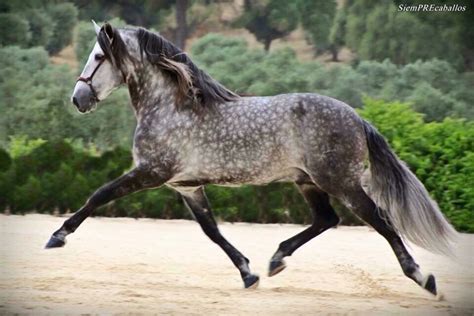 Dapple Grey Horse Trot Stallion Gelding Mare Dapple Grey Horses