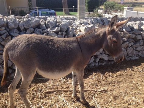 Meet Zeus Our Miniature Sicilian Donkey Villa Modica