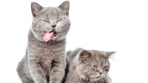 The Dumbest Cat Breed In The World Dumb Cats Cat Breeds Cat Facts
