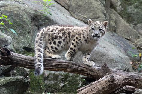 Its hind legs give the snow leopard the ability to leap six times the length of its body. India needs to be more transparent in snow leopard ...