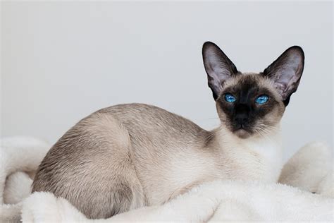 Do Siamese Mix Cats Make Good Pets Everything You Need To Know