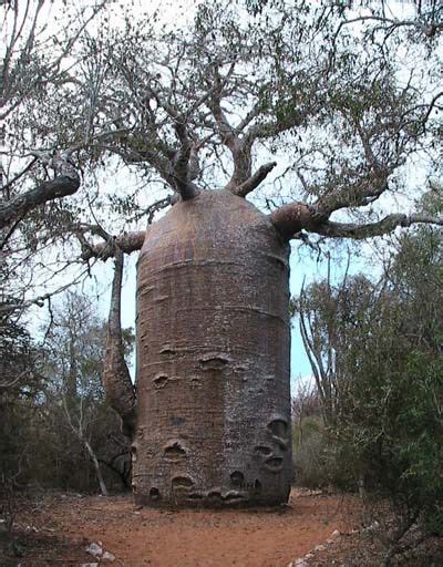 Baobab Supply 6000 Year Old Baobab Tree