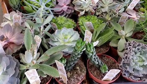 The plants themselves are virtually thelocacti are smaller cacti that rarely are grown for their ornamental looks (there are a few exceptions of course), though their flowers are brilliant and striking. Pin by Kurtz Florist on Kurtz Florist Succulents ...