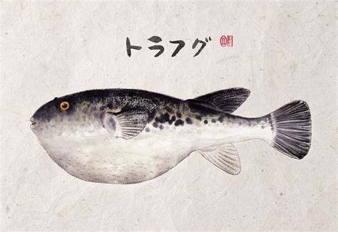 Fugu Illustration On Behance