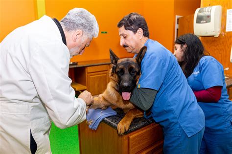 High Quality Vet Hospital In Chantilly Va Nova Pets Health Center