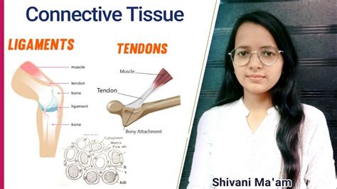 Connective Tissue Loose Connective Tissue Areolar Connective Tissue