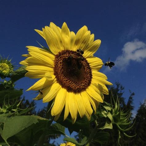 Download this free vector about honey bees sitting on daisy flowers, and discover more than 13 million professional graphic resources on freepik. honeybees | Honeybees | Love flowers, Bee, Honey bee