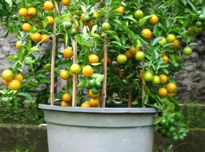 Cara menanam nanas yang baik dan benar. Inspirasi 21+ Berapa Lama Jeruk Berbuah Dari Biji