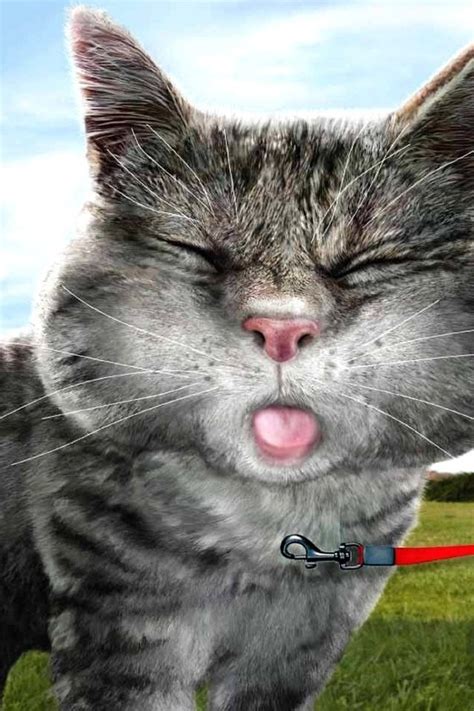 Cat Sticking Tongue Out Kitties Pinterest