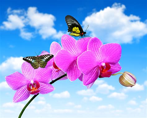 Desktop Wallpapers Butterflies Orchids Pink Color Sky Flowers
