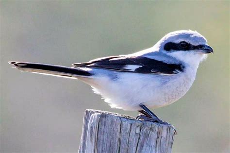 20 Best Birds To See In Ohio Ohio Birds Backyard Birds Birds