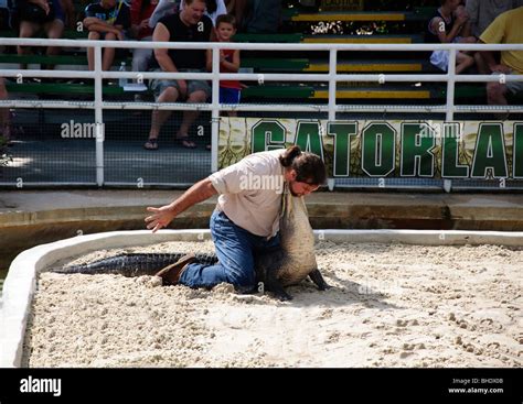 Alligator wrestling -Fotos und -Bildmaterial in hoher Auflösung – Alamy