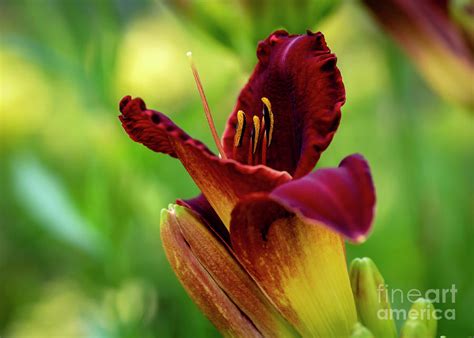 Burgundy Summer Daylily Photograph By Kg Photography Fine Art America