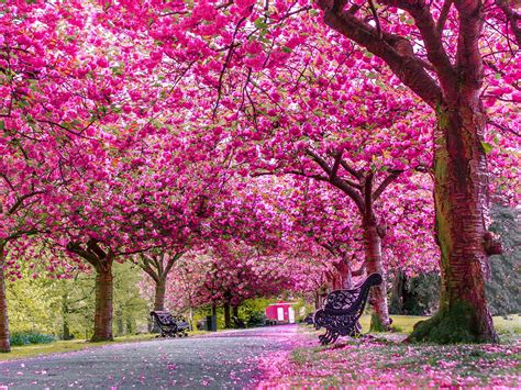 May Cherry Blossom In Full Bloom Greenwich Park London Rbreathless