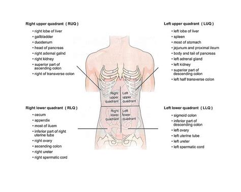 To promote clear communication, for instance about the location of a patient's abdominal pain or a suspicious mass, health care providers typically divide up the cavity into either nine regions or four quadrants (figure 1.16). organs in quadrants of abdomen - Google Search | Emt study ...