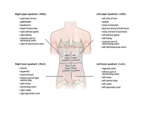 But with the use of smart technology, you can learn faster and master abdomen anatomy in no time! organs in quadrants of abdomen - Google Search | Medical ...