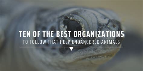 Ten Of The Best Organizations To Follow That Help Endangered Animals