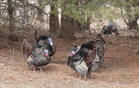 Vermonts Spring Turkey Hunting Starts This Week And Next The