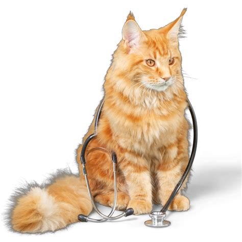 A Student’s Guide to Gaining Pre-Vet Experience – Augustana College