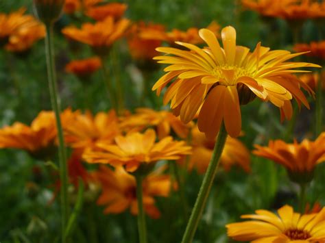 HD picture of flowers, photo of orange, summer | ImageBank.biz