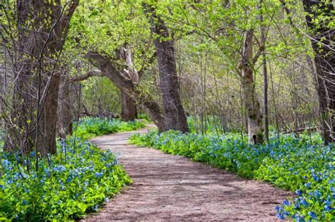 How To Plant And Grow Virginia Bluebells Gardeners Path