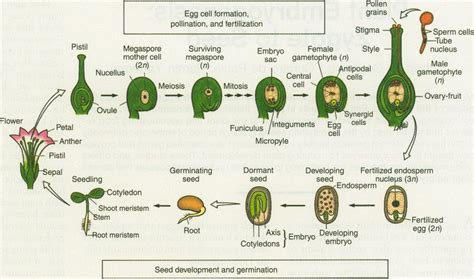 Plant cells are eukaryotic cells present in green plants, photosynthetic eukaryotes of the plantae kingdom. The life cycle of a flowering plant with emphasis on egg ...