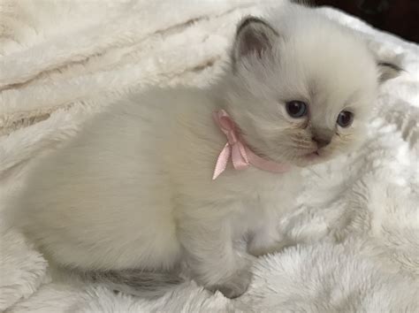 When searching for bengal kittens for sale in michigan, here are a few things you should keep in mind: Himalayan Cats For Sale | Ypsilanti, MI #244602 | Petzlover