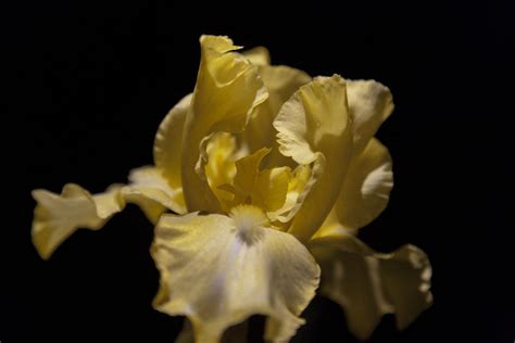 Yellow Bearded Iris At Night Photograph By Christopher Mcphail Fine Art America