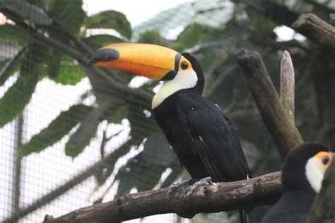 Toucan Toco Nature Et Zoo