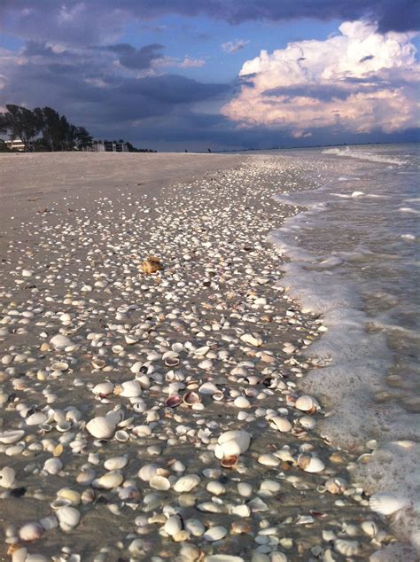 Sanibel Island Fl One Of The Best Shelling Beaches In The World