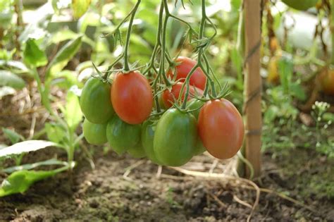 How To Grow Tomatoes In Australia From Seed Best Time To Plant In Pots