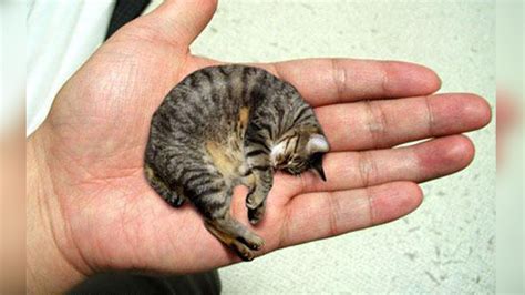 The 10 Smallest Cat Breeds In The World Small Pets Cute Animals