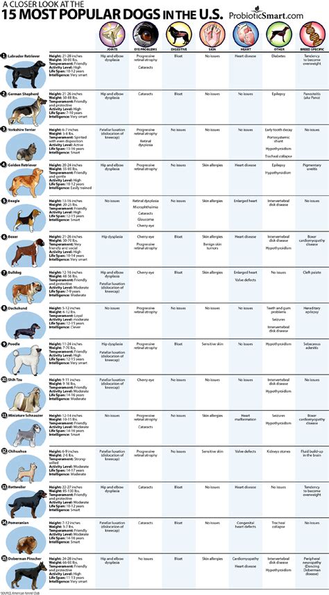 A Closer Look At The 15 Most Popular Dogs In The Us