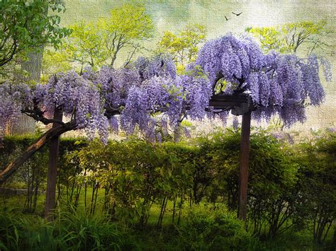 We did not find results for: Wisteria Trellis Photograph by Jessica Jenney