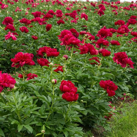 Herbaceous Peony Red Magic Spring Park Nursery