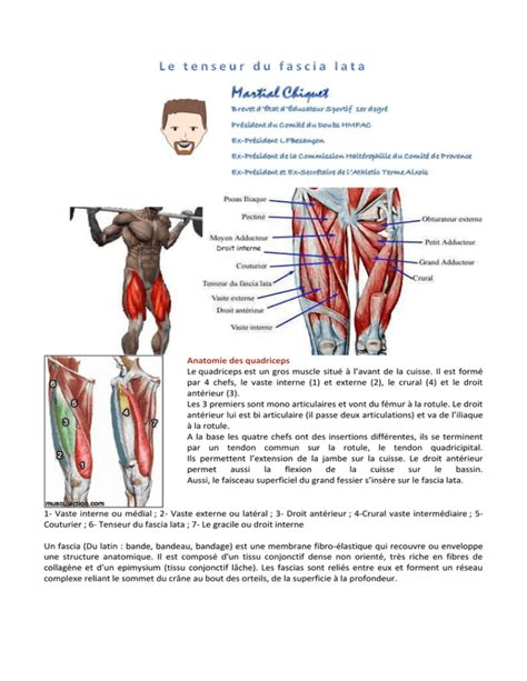 Anatomie Des Quadriceps Le Quadriceps Est Un Gros Muscle Situ L