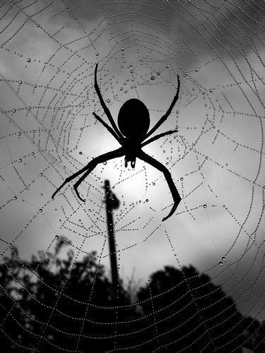 Black widows weave their web in an abstract shape and size, which looks irregular compared to the webs of regular house spiders. In the early morning hours, A spider woke from sleep. Her ...