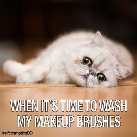 Makeup Brushes Elf Cosmetics Cats Funny Animals Gatos Animales