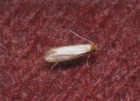 Clothes Moths Got Pests Board Of Pesticides Control Maine Dacf