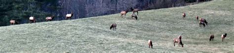 North Carolina Elk Restoration North Carolina Wildlife Federation