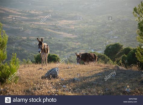 Sicily Donkey Hi Res Stock Photography And Images Alamy