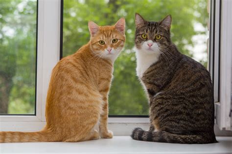 Pedigree Or Moggy Choosing The Right Cat For You Cats Guide