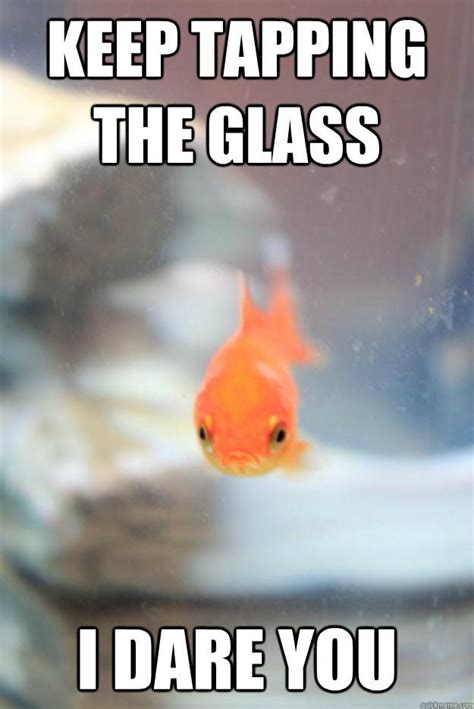 Grumpy Goldfish Fishing Memes Grumpy Cat Grumpy