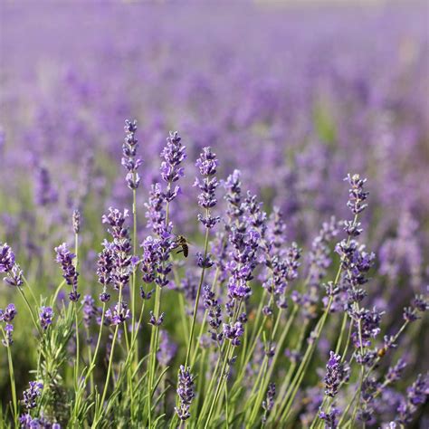 Common English Lavender Flower Garden Seeds 1 Oz Perennial Herb