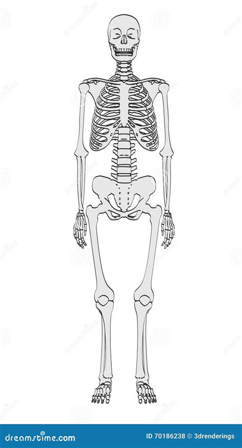 Human Skeleton Stock Illustration Illustration Of Real 70186238