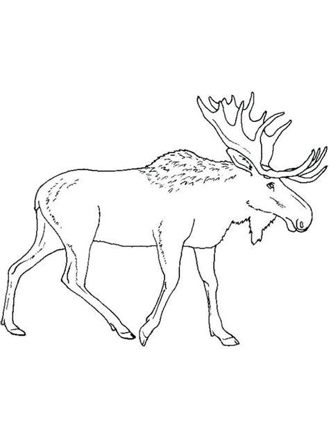 Moose Coloring Pages For Kids To Print Animal Coloring